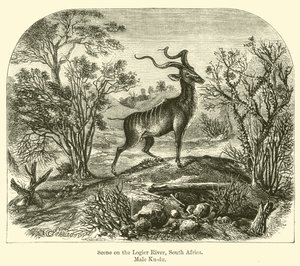 Kohtaus Logier-joella, Etelä-Afrikka, Male Ku-du